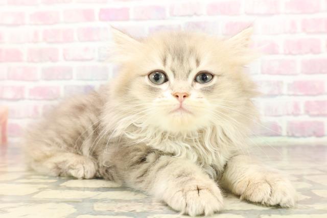 栃木県のラガマフィン (Coo&RIKUFKDインターパーク店/2025年8月31日生まれ/女の子/ブルータビー)の子猫の3枚目の画像