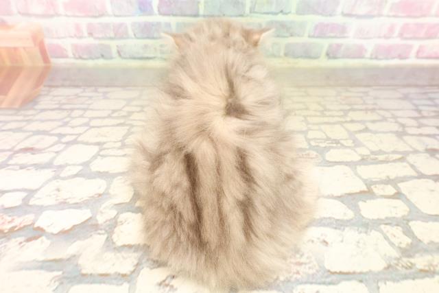 栃木県のラガマフィン (Coo&RIKUFKDインターパーク店/2025年8月31日生まれ/女の子/ブルータビー)の子猫の4枚目の画像