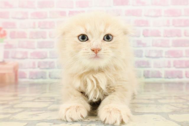 東京都のスコティッシュフォールド (Coo&RIKU大久保店/2025年9月1日生まれ/男の子/クリームタビー)の子猫の1枚目の画像