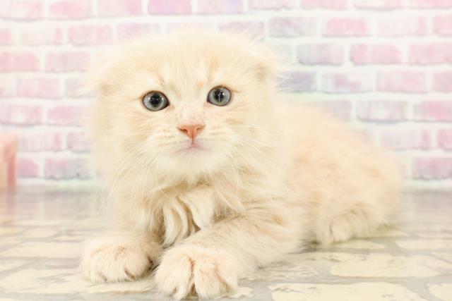 東京都のスコティッシュフォールド (Coo&RIKU大久保店/2025年9月1日生まれ/男の子/クリームタビー)の子猫の2枚目の画像