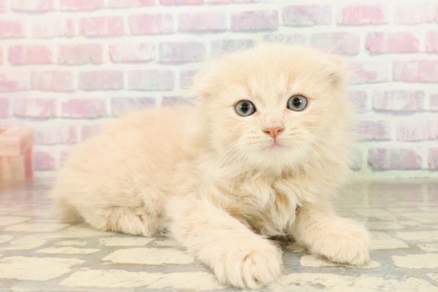 東京都のスコティッシュフォールド (Coo&RIKU大久保店/2025年9月1日生まれ/男の子/クリームタビー)の子猫の3枚目の画像