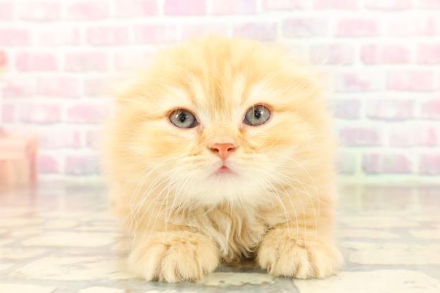 東京都のスコティッシュフォールド (Coo&RIKU池袋西口店/2025年9月1日生まれ/男の子/レッドタビー)の子猫の1枚目の画像