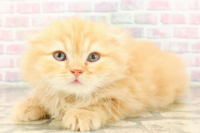 東京都のスコティッシュフォールド (Coo&RIKU池袋西口店/2025年9月1日生まれ/男の子/レッドタビー)の子猫の2枚目の画像