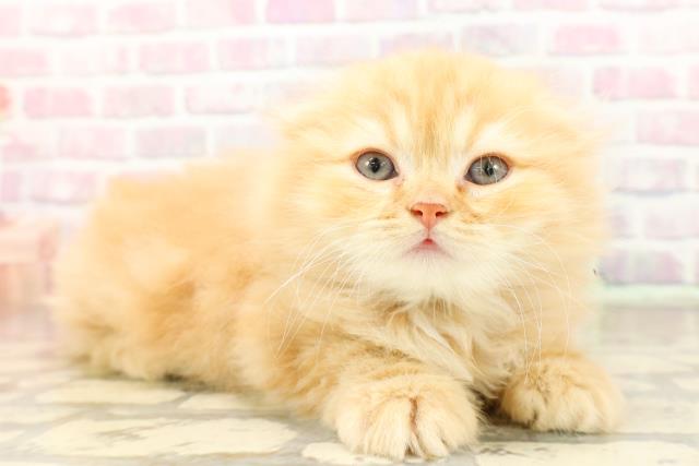 東京都のスコティッシュフォールド (Coo&RIKU池袋西口店/2025年9月1日生まれ/男の子/レッドタビー)の子猫の3枚目の画像