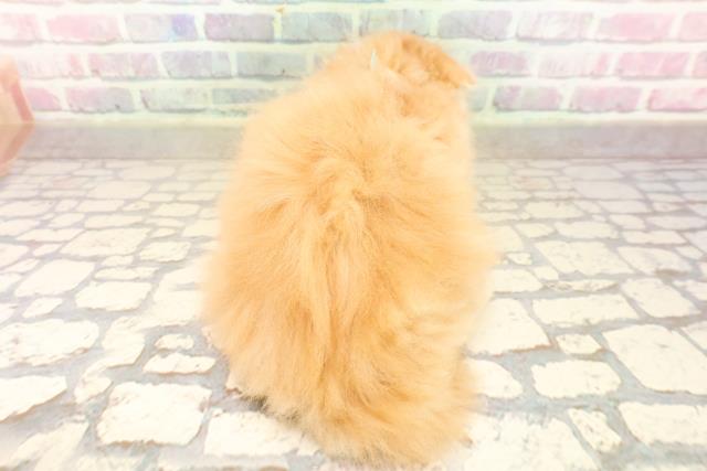 東京都のスコティッシュフォールド (Coo&RIKU池袋西口店/2025年9月1日生まれ/男の子/レッドタビー)の子猫の4枚目の画像