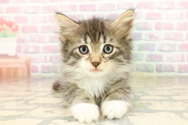 千葉県のノルウェージャンフォレストキャット (Coo&RIKU南柏店/2025年8月31日生まれ/男の子/ブラウンタビーホワイト)の子猫