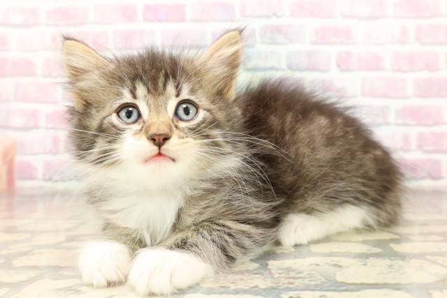 千葉県のノルウェージャンフォレストキャット (Coo&RIKU南柏店/2025年8月31日生まれ/男の子/ブラウンタビーホワイト)の子猫の2枚目の画像