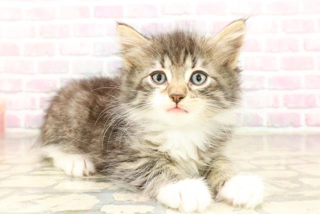 千葉県のノルウェージャンフォレストキャット (Coo&RIKU南柏店/2025年8月31日生まれ/男の子/ブラウンタビーホワイト)の子猫の3枚目の画像