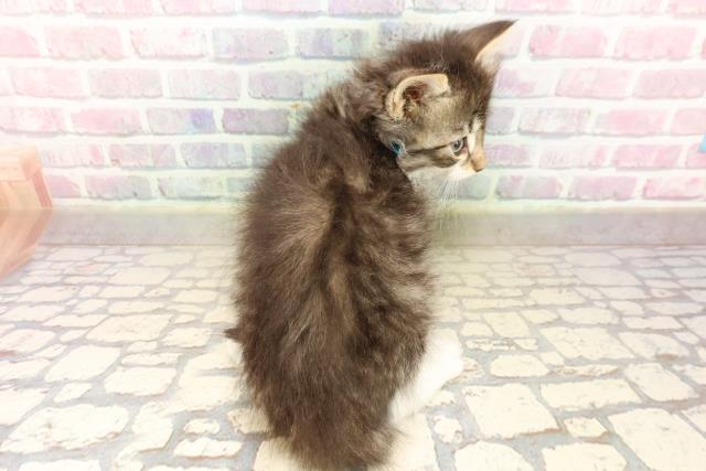 千葉県のノルウェージャンフォレストキャット (Coo&RIKU南柏店/2025年8月31日生まれ/男の子/ブラウンタビーホワイト)の子猫の4枚目の画像