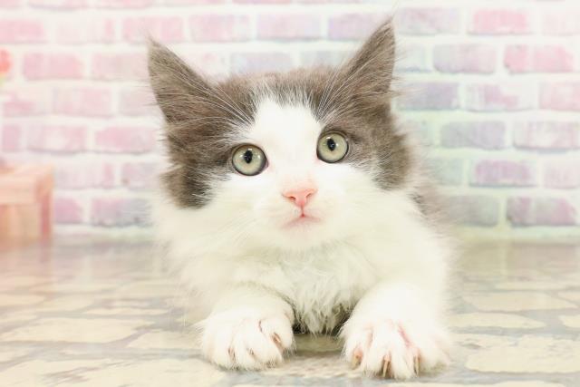 栃木県のノルウェージャンフォレストキャット (Coo&RIKU宇都宮店/2025年8月31日生まれ/男の子/ブルーホワイト)の子猫の1枚目の画像