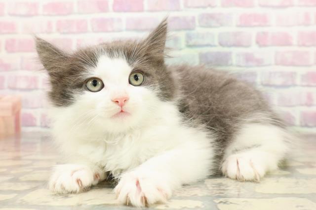 栃木県のノルウェージャンフォレストキャット (Coo&RIKU宇都宮店/2025年8月31日生まれ/男の子/ブルーホワイト)の子猫の2枚目の画像