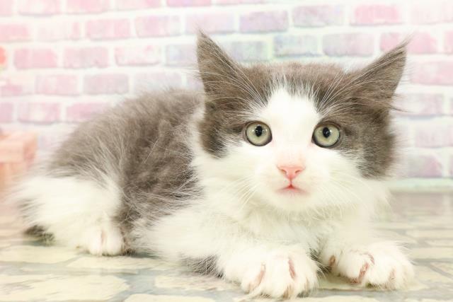 栃木県のノルウェージャンフォレストキャット (Coo&RIKU宇都宮店/2025年8月31日生まれ/男の子/ブルーホワイト)の子猫の3枚目の画像