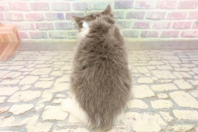 栃木県のノルウェージャンフォレストキャット (Coo&RIKU宇都宮店/2025年8月31日生まれ/男の子/ブルーホワイト)の子猫の4枚目の画像