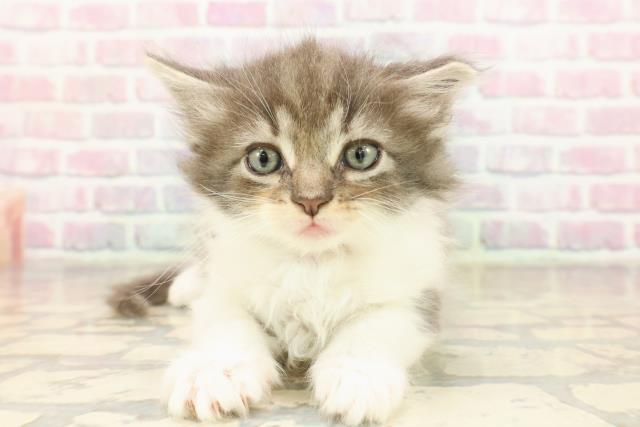 東京都のノルウェージャンフォレストキャット (Coo&RIKU足立本店/2025年8月31日生まれ/女の子/ブルータビーホワイト)の子猫