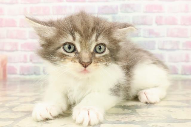 東京都のノルウェージャンフォレストキャット (Coo&RIKU足立本店/2025年8月31日生まれ/女の子/ブルータビーホワイト)の子猫の2枚目の画像