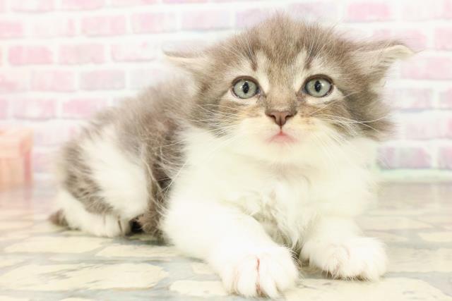 東京都のノルウェージャンフォレストキャット (Coo&RIKU足立本店/2025年8月31日生まれ/女の子/ブルータビーホワイト)の子猫の3枚目の画像