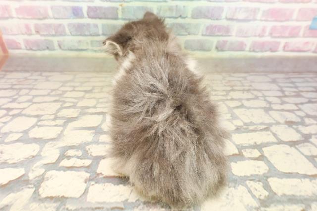 東京都のノルウェージャンフォレストキャット (Coo&RIKU足立本店/2025年8月31日生まれ/女の子/ブルータビーホワイト)の子猫の4枚目の画像