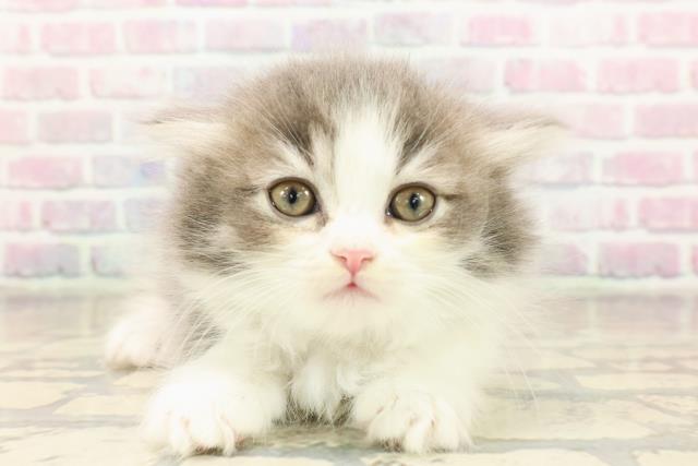 東京都のマンチカン (Coo&RIKU自由が丘店/2025年9月1日生まれ/女の子/ブルータビーホワイト)の子猫の1枚目の画像