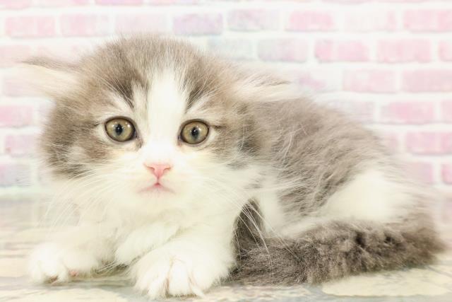 東京都のマンチカン (Coo&RIKU自由が丘店/2025年9月1日生まれ/女の子/ブルータビーホワイト)の子猫の2枚目の画像