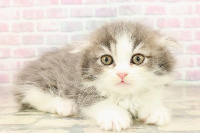 東京都のマンチカン (Coo&RIKU自由が丘店/2025年9月1日生まれ/女の子/ブルータビーホワイト)の子猫の3枚目の画像