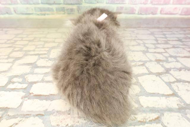 東京都のマンチカン (Coo&RIKU自由が丘店/2025年9月1日生まれ/女の子/ブルータビーホワイト)の子猫の4枚目の画像