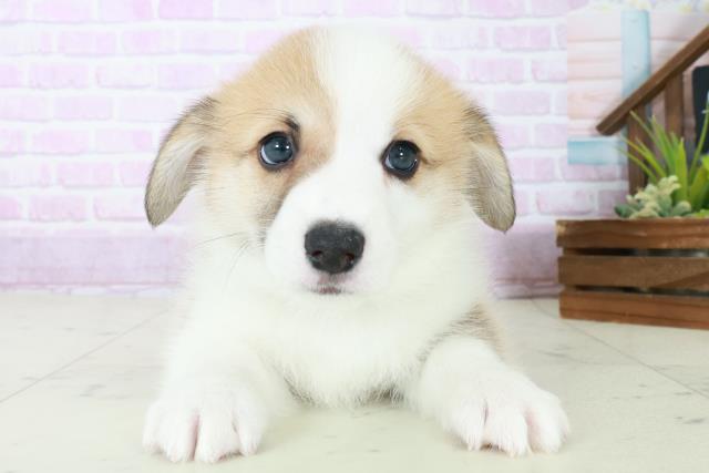 佐賀県のウェルシュコーギーペンブローク (Coo&RIKU佐賀神埼店/2025年8月31日生まれ/男の子/レッドホワイト)の子犬