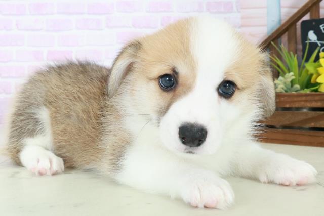 2025年8月31日生まれのウェルシュコーギーペンブロークの2枚目の写真