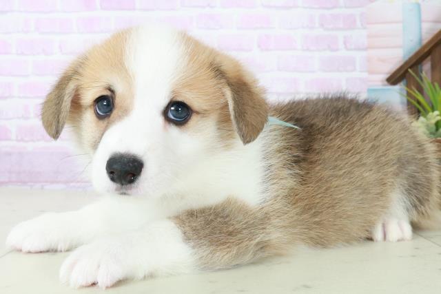 2025年8月31日生まれのウェルシュコーギーペンブロークの3枚目の写真