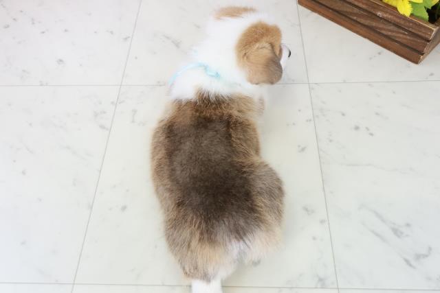 2025年8月31日生まれのウェルシュコーギーペンブロークの4枚目の写真