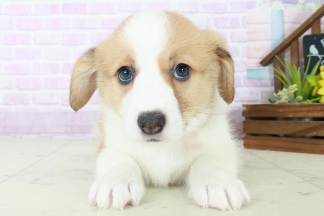 福岡県のウェルシュコーギーペンブローク (Coo&RIKUゆめタウン飯塚店/2025年8月31日生まれ/女の子/レッドホワイト)の子犬の1枚目の画像