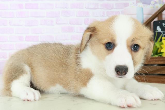 福岡県のウェルシュコーギーペンブローク (Coo&RIKUゆめタウン飯塚店/2025年8月31日生まれ/女の子/レッドホワイト)の子犬の2枚目の画像