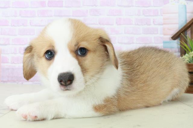 福岡県のウェルシュコーギーペンブローク (Coo&RIKUゆめタウン飯塚店/2025年8月31日生まれ/女の子/レッドホワイト)の子犬の3枚目の画像