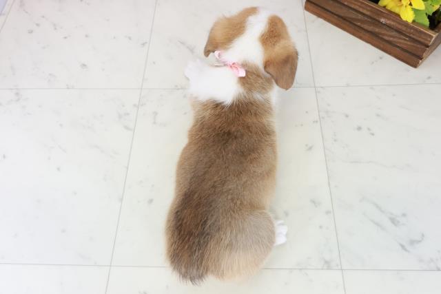 福岡県のウェルシュコーギーペンブローク (Coo&RIKUゆめタウン飯塚店/2025年8月31日生まれ/女の子/レッドホワイト)の子犬の4枚目の画像