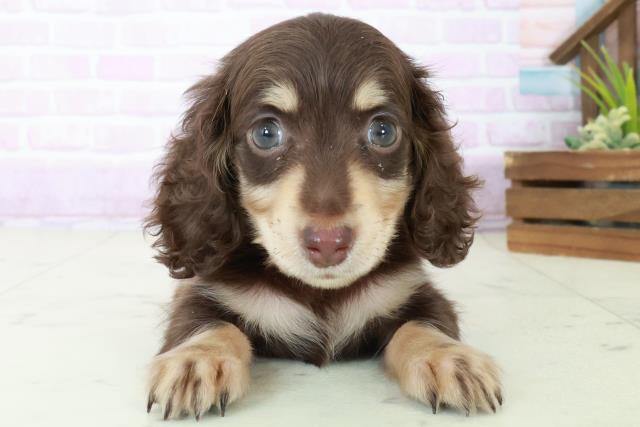 鹿児島県のミニチュアダックスフンド(ロング) (Coo&RIKU鹿屋店/2025年8月31日生まれ/男の子/チョコレートタン)の子犬の1枚目の画像