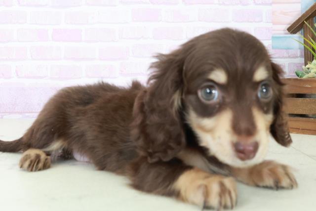 鹿児島県のミニチュアダックスフンド(ロング) (Coo&RIKU鹿屋店/2025年8月31日生まれ/男の子/チョコレートタン)の子犬の2枚目の画像