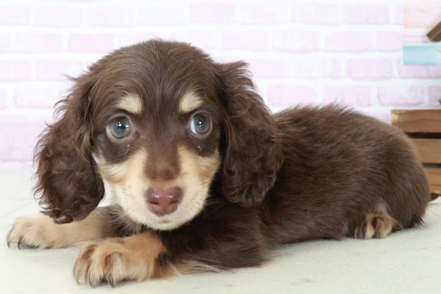 鹿児島県のミニチュアダックスフンド(ロング) (Coo&RIKU鹿屋店/2025年8月31日生まれ/男の子/チョコレートタン)の子犬の3枚目の画像