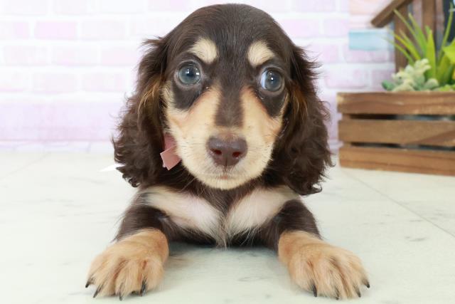 熊本県のミニチュアダックスフンド(ロング) (Coo&RIKU熊本店/2025年8月31日生まれ/女の子/チョコレートタン)の子犬の1枚目の画像