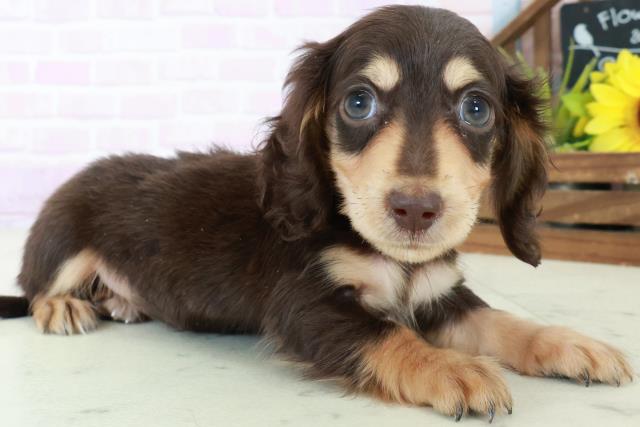 熊本県のミニチュアダックスフンド(ロング) (Coo&RIKU熊本店/2025年8月31日生まれ/女の子/チョコレートタン)の子犬の2枚目の画像