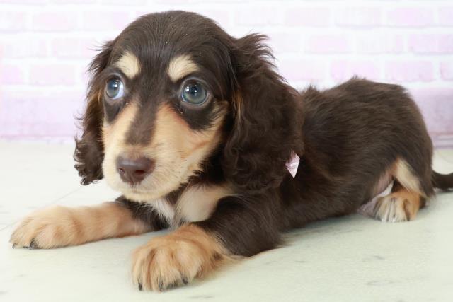 熊本県のミニチュアダックスフンド(ロング) (Coo&RIKU熊本店/2025年8月31日生まれ/女の子/チョコレートタン)の子犬の3枚目の画像