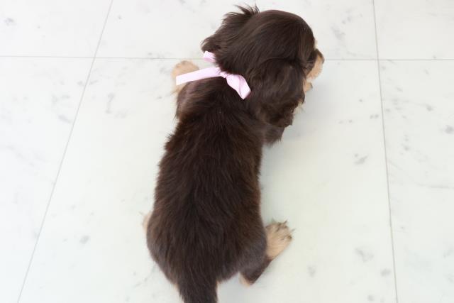 熊本県のミニチュアダックスフンド(ロング) (Coo&RIKU熊本店/2025年8月31日生まれ/女の子/チョコレートタン)の子犬の4枚目の画像