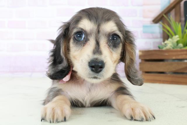 福岡県のミニチュアダックスフンド(ロング) (Coo&RIKUフォレストシティ春日店/2025年8月31日生まれ/女の子/シルバーダップル)の子犬の1枚目の画像