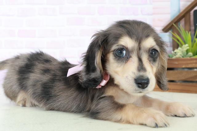 福岡県のミニチュアダックスフンド(ロング) (Coo&RIKUフォレストシティ春日店/2025年8月31日生まれ/女の子/シルバーダップル)の子犬の2枚目の画像