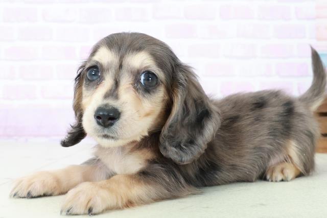 福岡県のミニチュアダックスフンド(ロング) (Coo&RIKUフォレストシティ春日店/2025年8月31日生まれ/女の子/シルバーダップル)の子犬の3枚目の画像