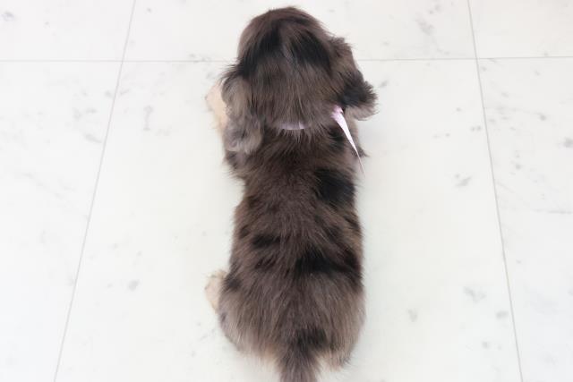 福岡県のミニチュアダックスフンド(ロング) (Coo&RIKUフォレストシティ春日店/2025年8月31日生まれ/女の子/シルバーダップル)の子犬の4枚目の画像