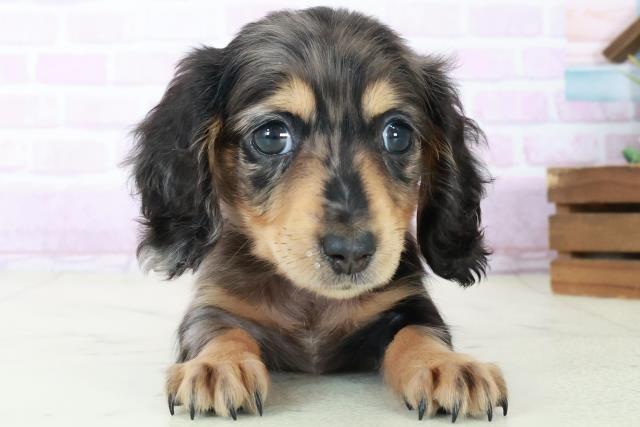 福岡県のミニチュアダックスフンド(ロング) (Coo&RIKU小倉店/2025年8月31日生まれ/女の子/シルバーダップル)の子犬の1枚目の画像