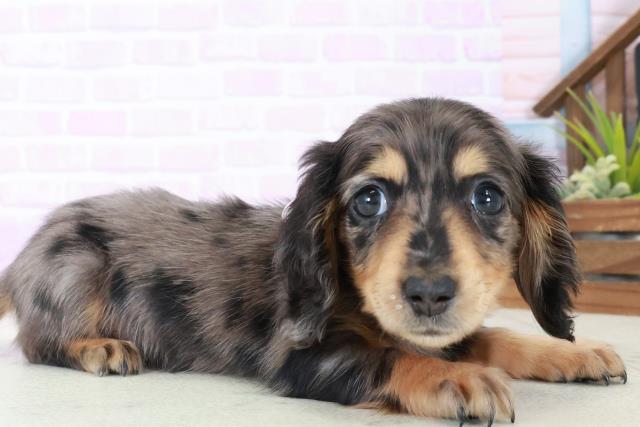 福岡県のミニチュアダックスフンド(ロング) (Coo&RIKU小倉店/2025年8月31日生まれ/女の子/シルバーダップル)の子犬の2枚目の画像