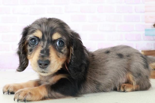 福岡県のミニチュアダックスフンド(ロング) (Coo&RIKU小倉店/2025年8月31日生まれ/女の子/シルバーダップル)の子犬の3枚目の画像