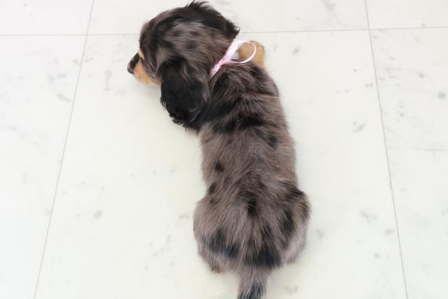福岡県のミニチュアダックスフンド(ロング) (Coo&RIKU小倉店/2025年8月31日生まれ/女の子/シルバーダップル)の子犬の4枚目の画像