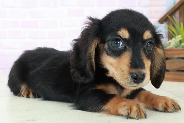 宮崎県のミニチュアダックスフンド(ロング) (Coo&RIKU宮崎店/2025年8月31日生まれ/女の子/ブラックタン)の子犬の2枚目の画像