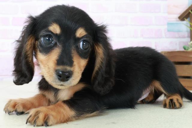 宮崎県のミニチュアダックスフンド(ロング) (Coo&RIKU宮崎店/2025年8月31日生まれ/女の子/ブラックタン)の子犬の3枚目の画像